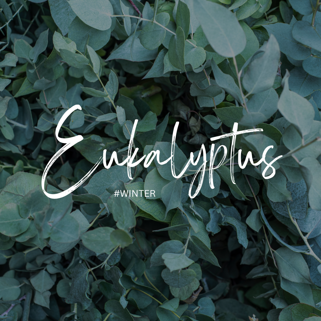 Eucalyptus Oil – Frische Gesundheit für dein Zuhause im Winter