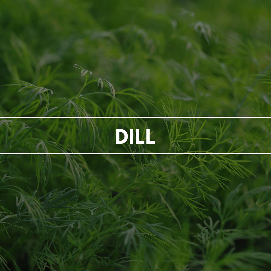 Raumduft "Dill": Süßlich und würzig zeigt sich das Gartengewürz von seiner lieblichen Seite.