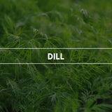Aerosol Duftspray "Dill": Süßlich und würzig zeigt sich das Gartengewürz von seiner lieblichen Seite.