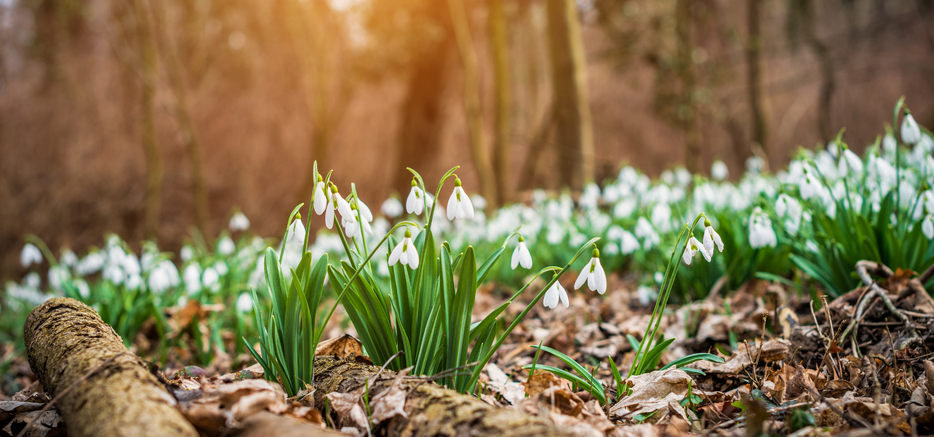 Düfte des Monats Februar