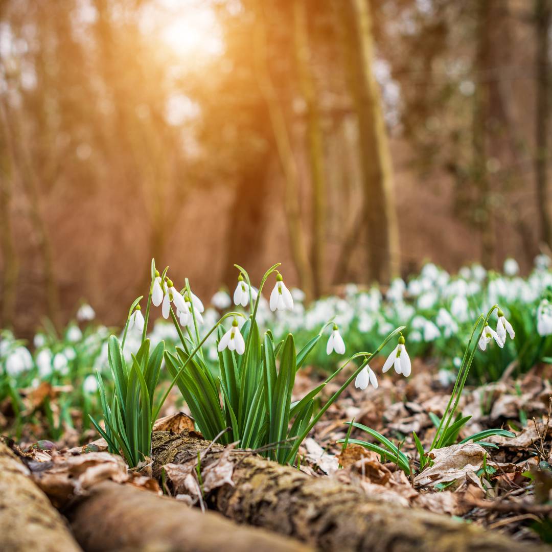 Düfte des Monats Februar