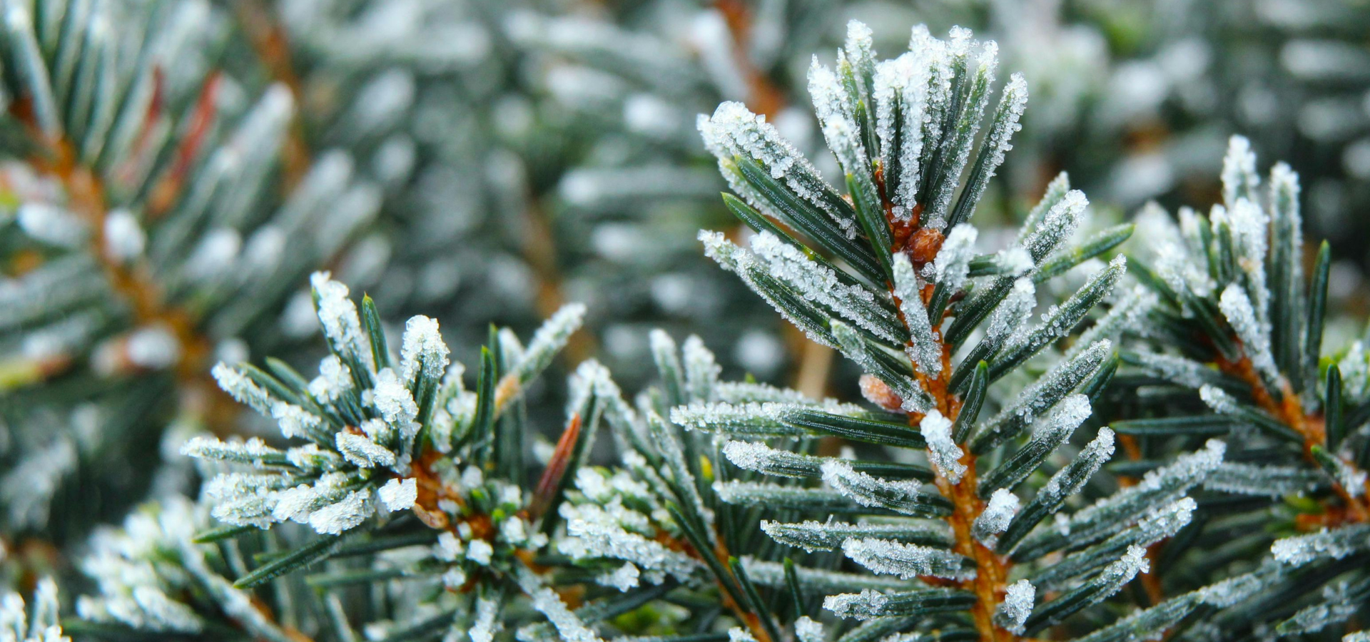 Düfte des Monats Januar