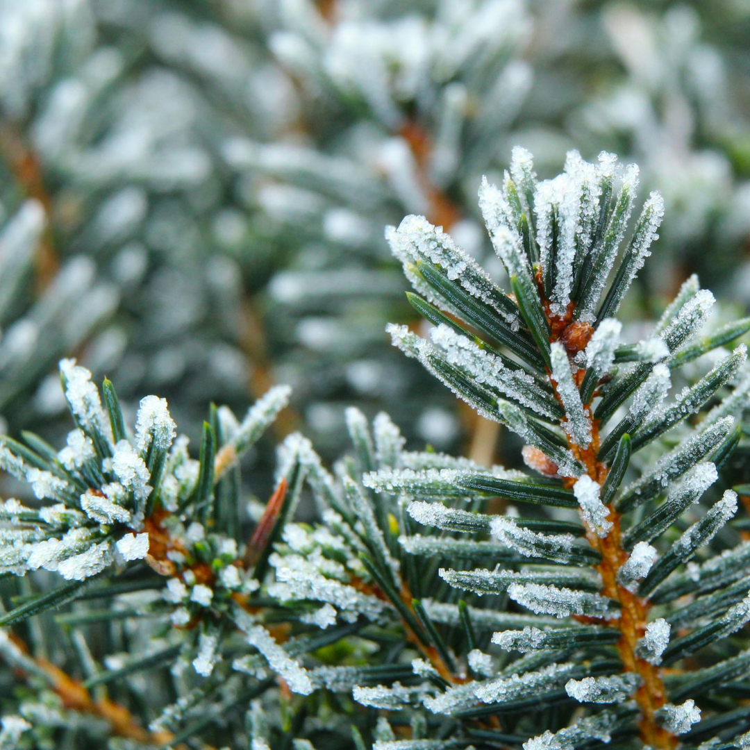 Düfte des Monats Januar