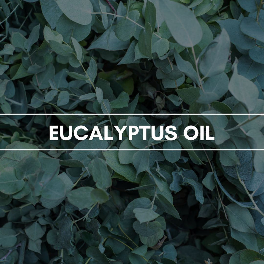 Duftpyramide Eucalyptus Oil