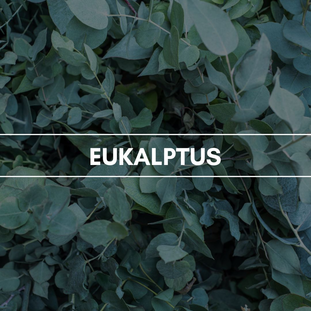 Raumduft "Eukalyptus": Durch seine balsamische Frische und stark kühlende Eigenart wirkt Eukalyptus äußerst konzentrationsfördernd.