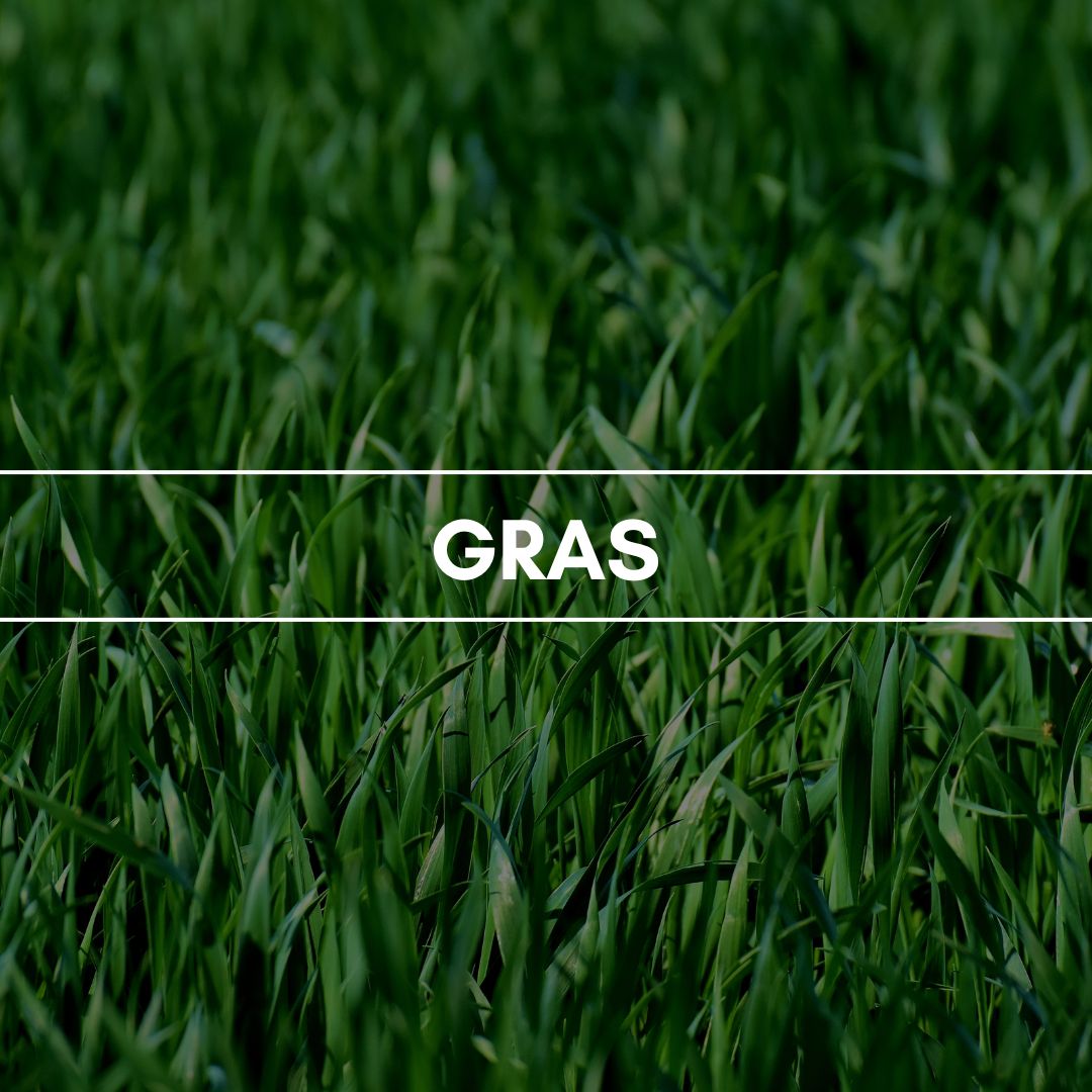 Gras: Ein Hauch von frisch gemähtem grünen Gras, das von Wassertropfen umspielt wird.
