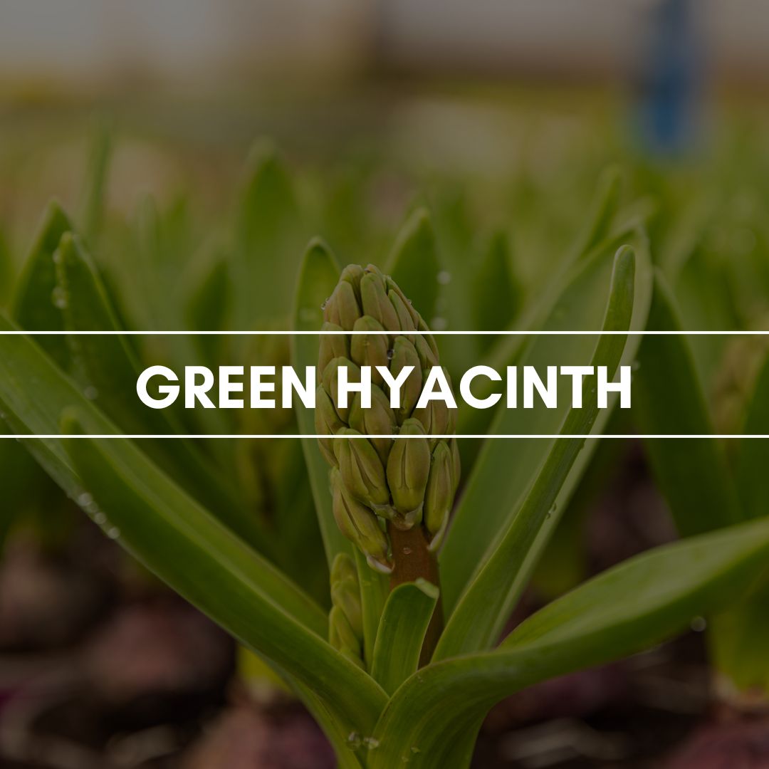 Raumduft "Green Hyacinth": Ein ausdrucksstarker balsamisch grüner Blütenduft, dessen Wirkung sich sehr beruhigend entfaltet.
