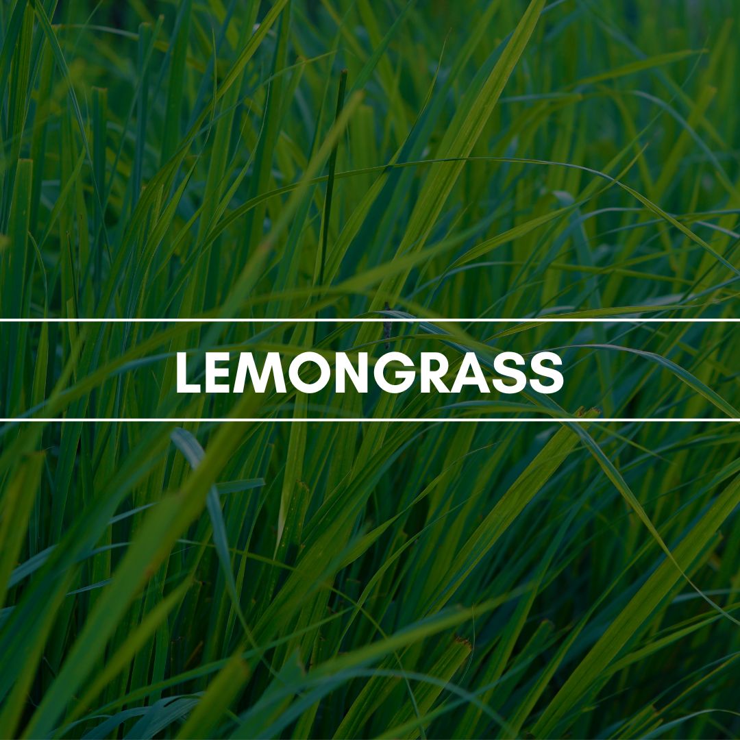 Raumduft "Lemongras": Die indische Grasart überzeugt durch den zitronig frischen und leicht würzigen Duft, besonders in der Entspannungstherapie.