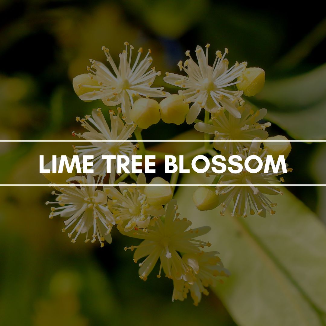 Duftpyramide Lime Tree Blossom