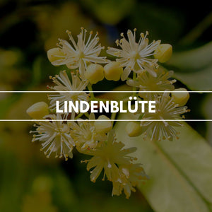 Raumduft "Lindenblüte": Die Lindenblüte entfaltet in einem stark aromatischen Duft ihren beruhigenden und entspannungsfördernden Charakter.