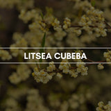 Raumduft "Litsea Cubeba": Kraftvoll und energisch mit einer balsamisch süßen und zitronig frischen Note.