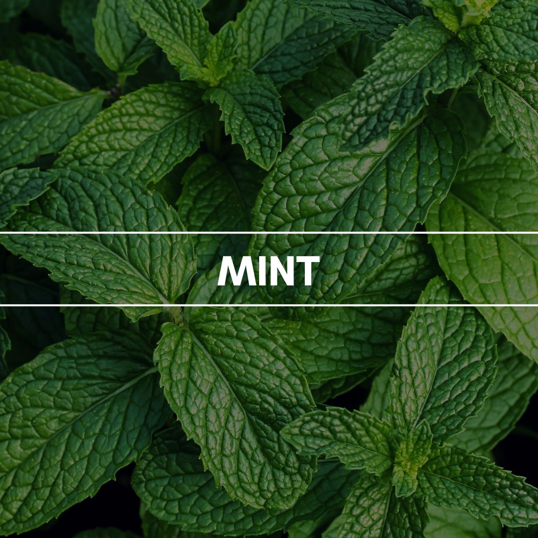 Raumduft "Mint": Eine sportliche und erfrischende Note mit würzigem Auftakt bringt einen kühlenden Menthol-Effekt mit.