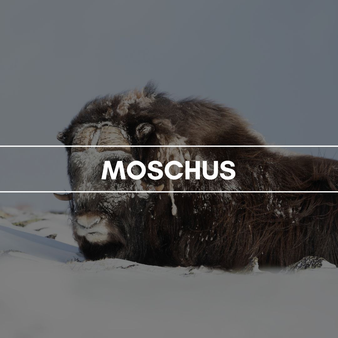 Raumduft "Moschus": Ein fein holziger, animalischer Lockstoff, der durch erotische Anklänge anziehende Wirkungen versprüht.
