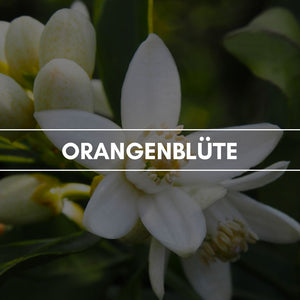 Raumduft "Orangenblüte": Ein attraktiver, harmonischer und stimmungsaufrischender Blütenduft, der durch seine angenehme Komposition aus zitrischen Akkorden und grünen Komplexen überzeugt.