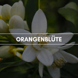 Raumduft "Orangenblüte": Ein attraktiver, harmonischer und stimmungsaufrischender Blütenduft, der durch seine angenehme Komposition aus zitrischen Akkorden und grünen Komplexen überzeugt.