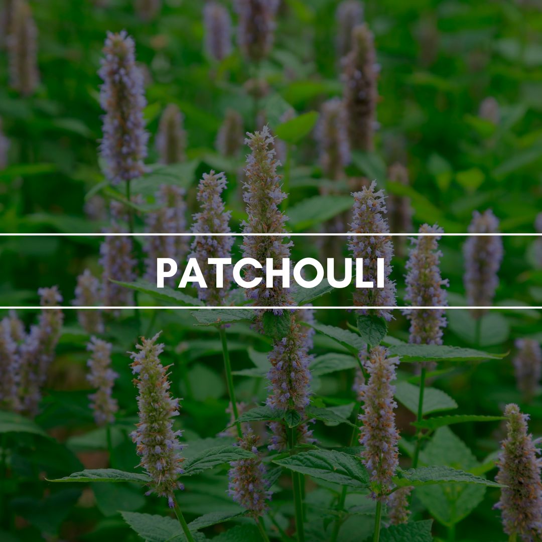 Raumduft "Patchouli": Entspannung, Zufriedenheit und Sicherheit vermittelt der süßliche, erdige und waldig holzige Duft von Patchouli.