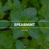 Raumduft "Spearmint": Der klassische Duft des typischen Spearmint Kaugummis wirkt aktivierend und belebend. Eine konzentrationsfördernde Erfrischung im Alltag.