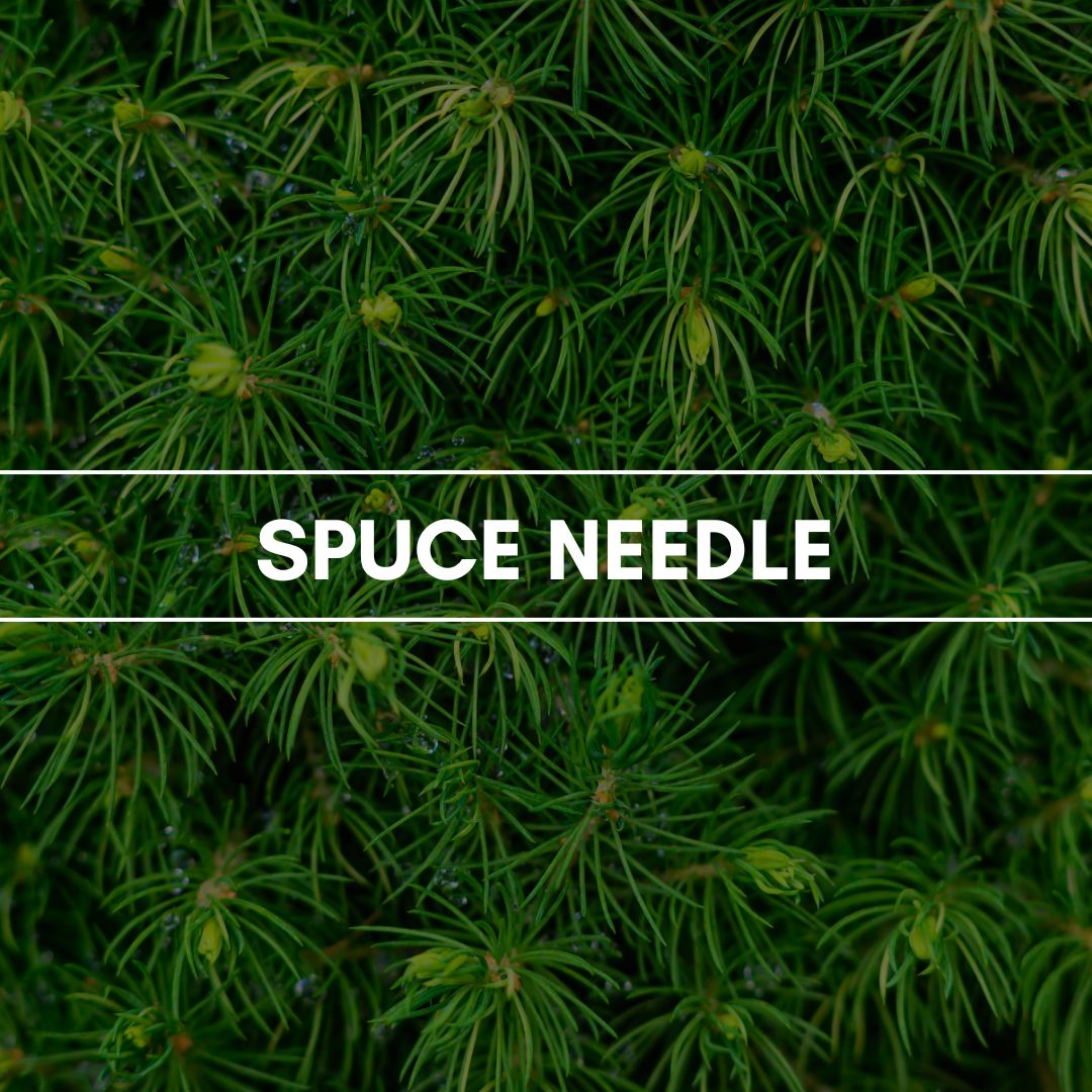 Duftpyramide Spruce Needle