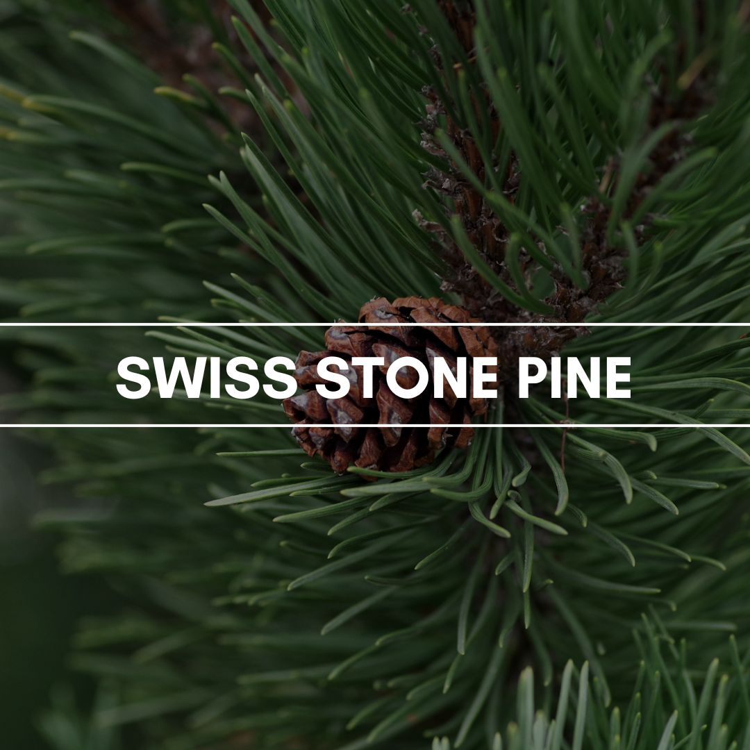 Duftpyramide Swiss Stone Pine