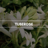 Raumduft "Tuberose": Ein fast schon narkotisch-berauschender Blütenduft, besonders auszeichnend durch ein reichhaltiges, blumiges Bouquet.