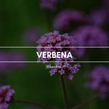 Raumduft "Verbena": Eine angenehm krautige und grüne Note bestimmt den ätherischen Duft von Eisenkraut.