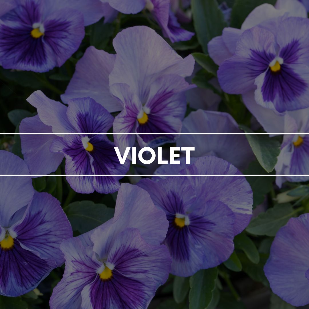 Duftpyramide_Violet